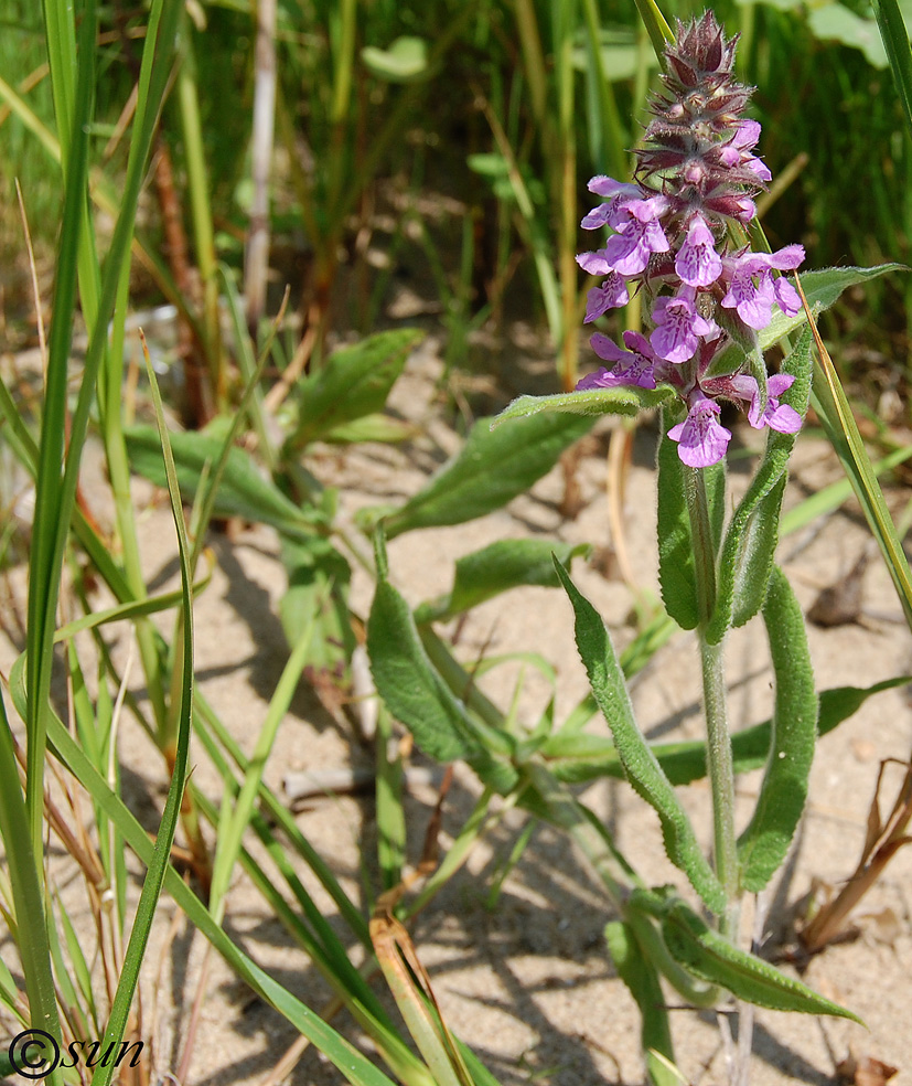 Изображение особи Stachys palustris.