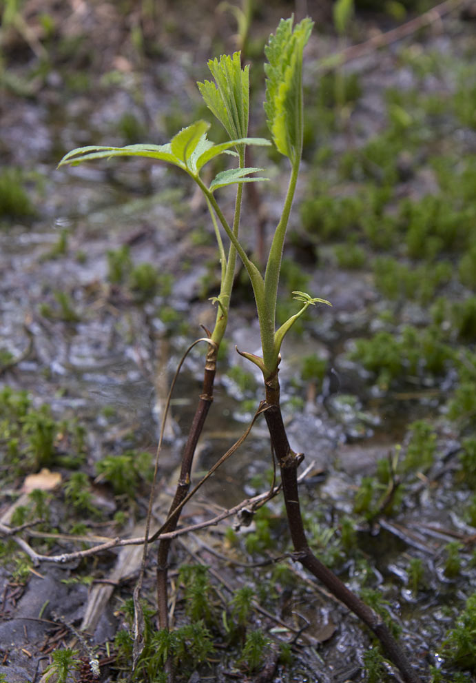 Image of Comarum palustre specimen.