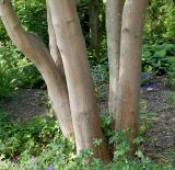 Acer cappadocicum. Нижняя часть многоствольного растения. Германия, г. Дюссельдорф, Ботанический сад университета. 03.06.2014.