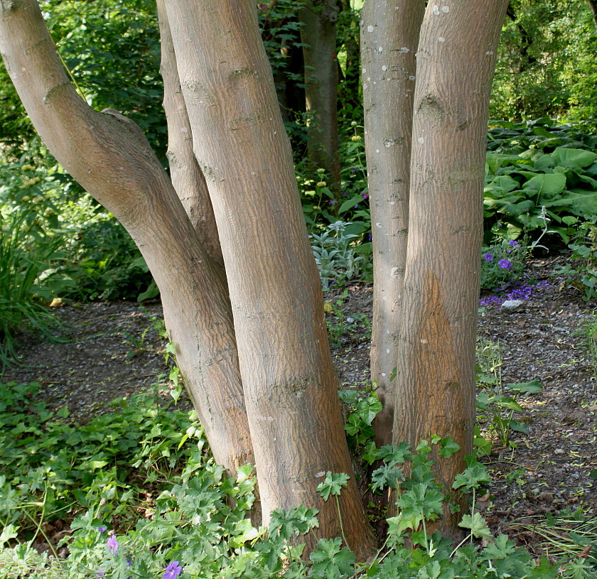 Image of Acer cappadocicum specimen.
