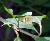 Atropa caucasica