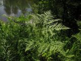 Pteridium pinetorum ssp. sibiricum