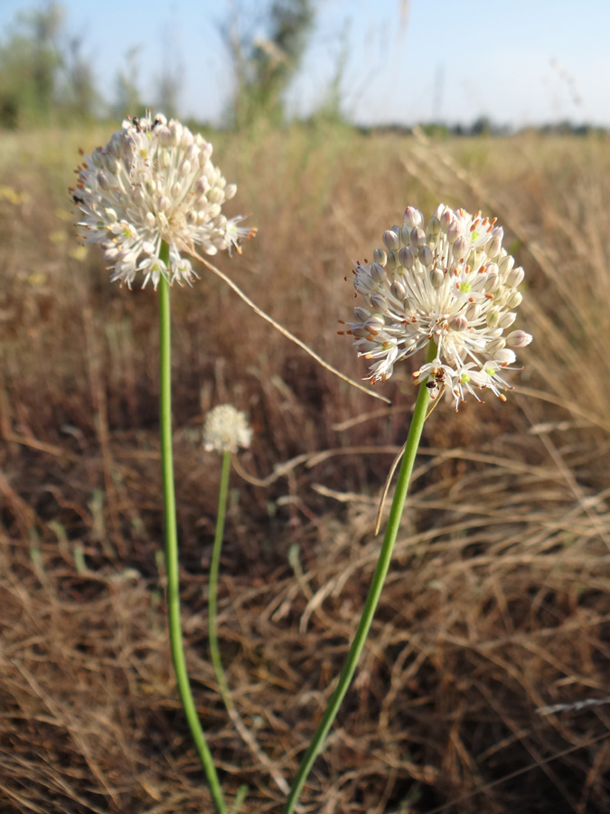 Image of Allium savranicum specimen.