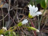 Cerastium glabratum. Верхушка цветущего растения. Мурманская обл., п-ов Средний, мыс Земляной. 29.07.2014.