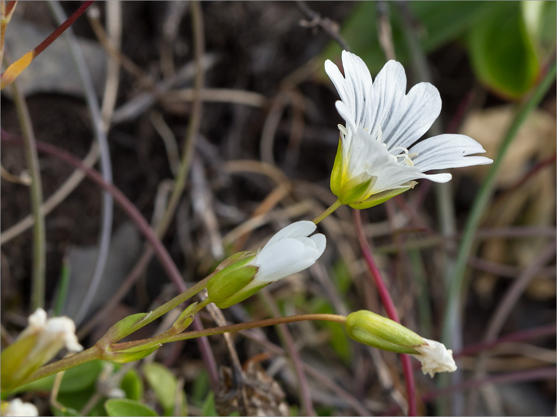 Image of Cerastium glabratum specimen.