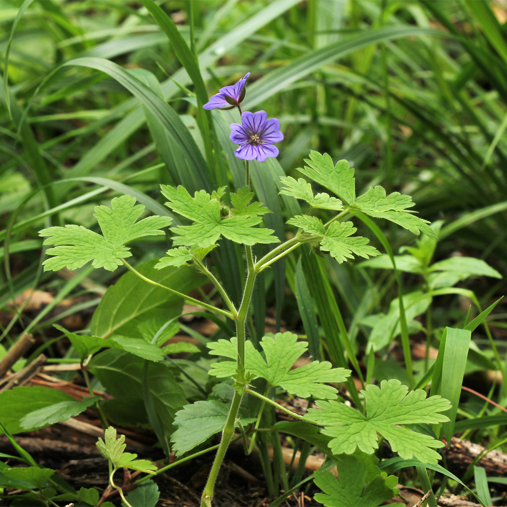 Изображение особи Geranium bohemicum.