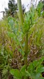 Senecio jacobaea