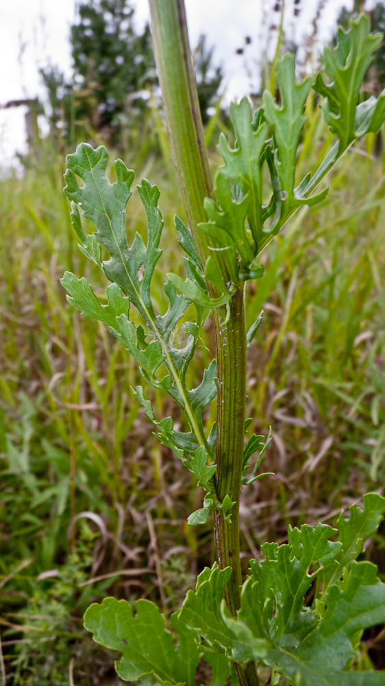 Изображение особи Senecio jacobaea.