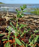 Polygonum aviculare. Побеги с соцветиями. Архангельская обл., Онежский р-н, берег Белого моря, губа Нименьга. Август 2014 г.