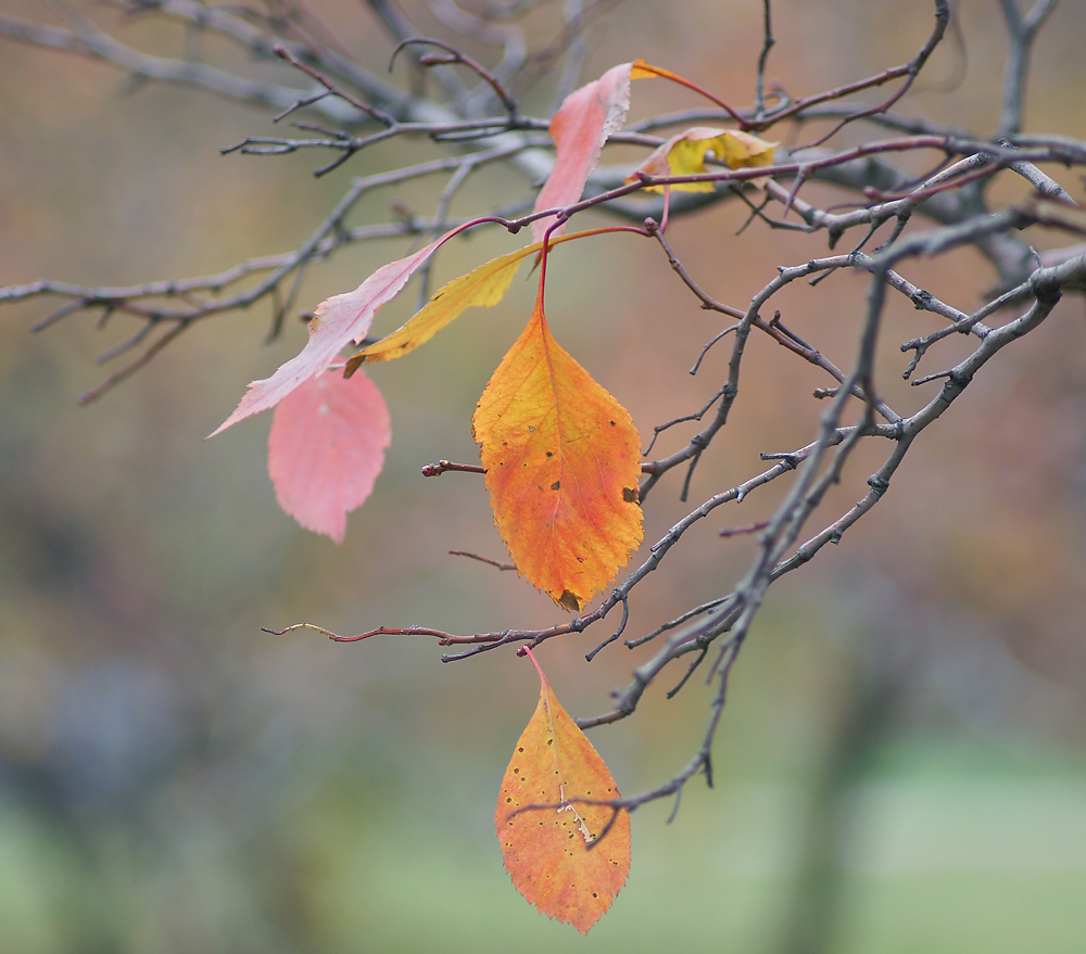 Image of genus Crataegus specimen.