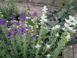 Salvia viridis. Цветущие растения (на первом плане). Крым, г. Джанкой, в культуре. 02.06.2014.