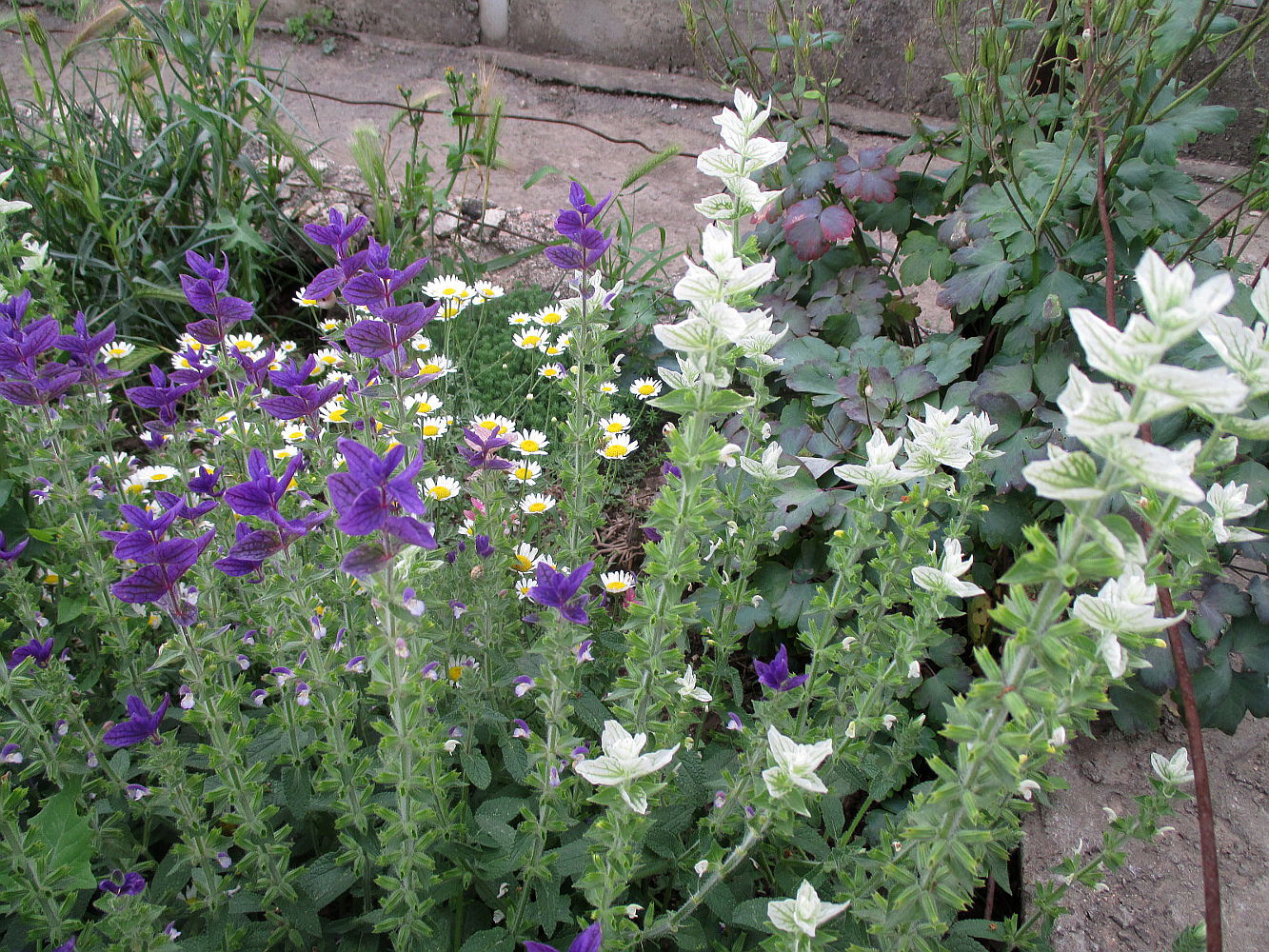 Изображение особи Salvia viridis.