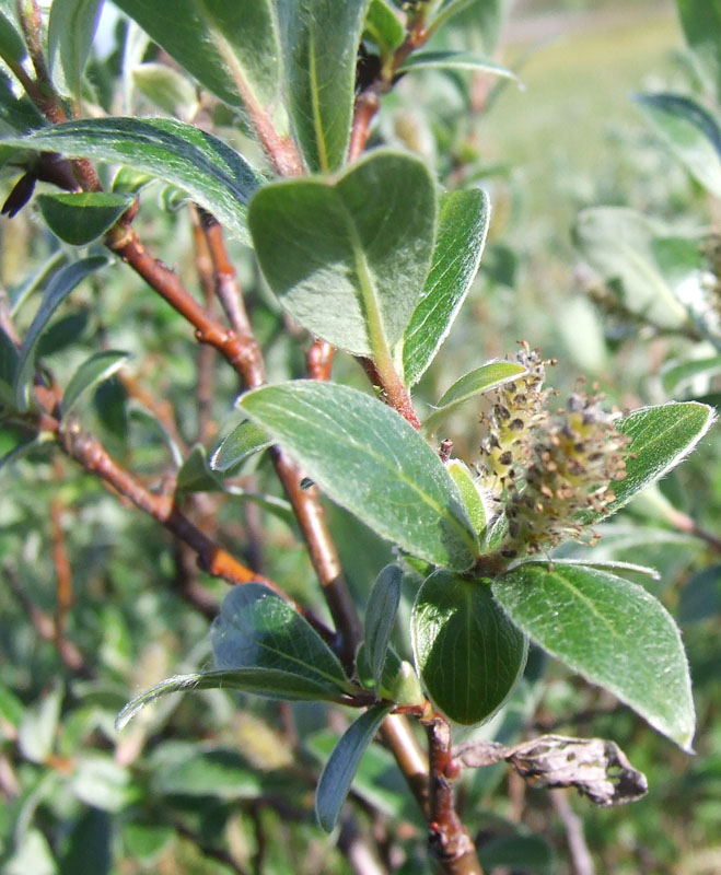 Изображение особи Salix glauca.