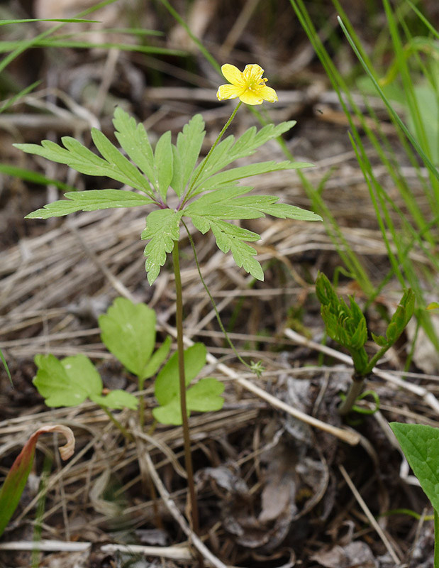 Image of Anemone ranunculoides specimen.