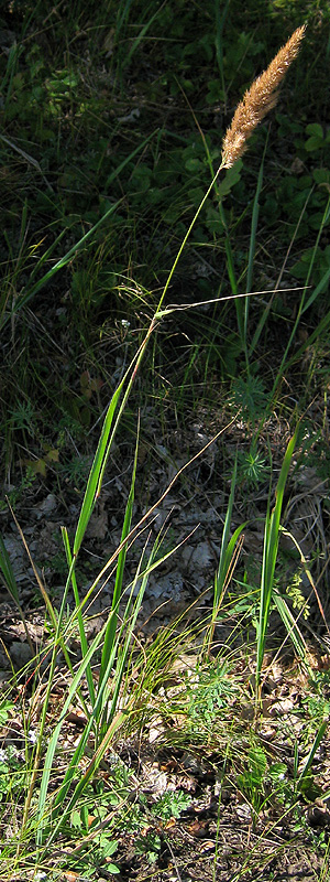 Изображение особи Calamagrostis glomerata.