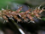 Neottia asiatica