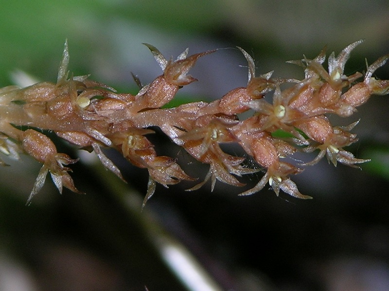 Изображение особи Neottia asiatica.