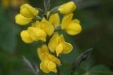 Thermopsis lupinoides