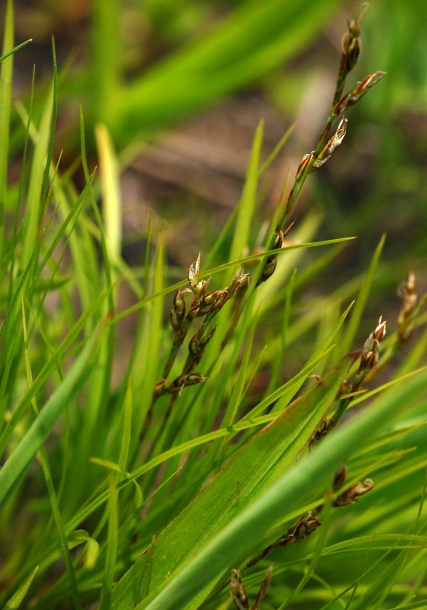 Image of Carex reventa specimen.