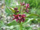 Vincetoxicum schmalhausenii