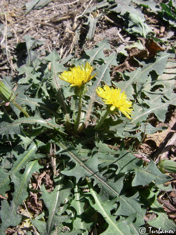 Изображение особи род Taraxacum.