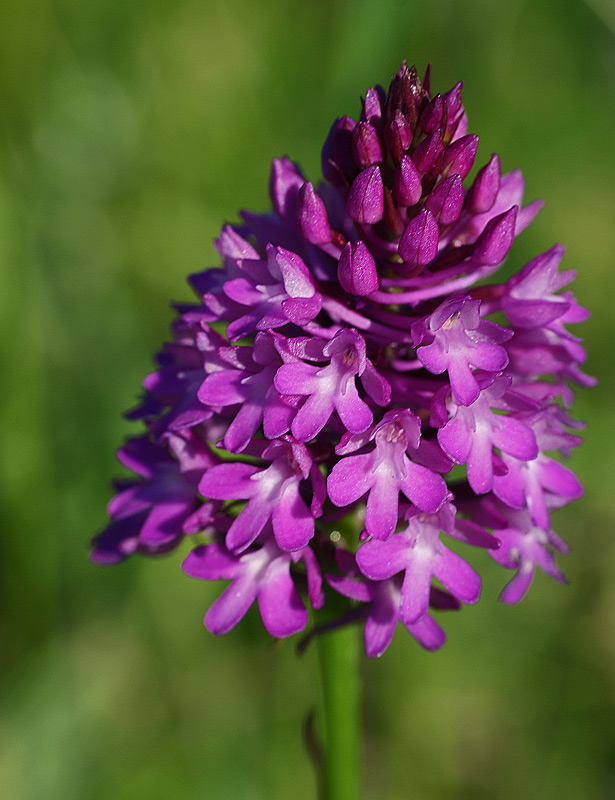 Изображение особи Anacamptis pyramidalis.