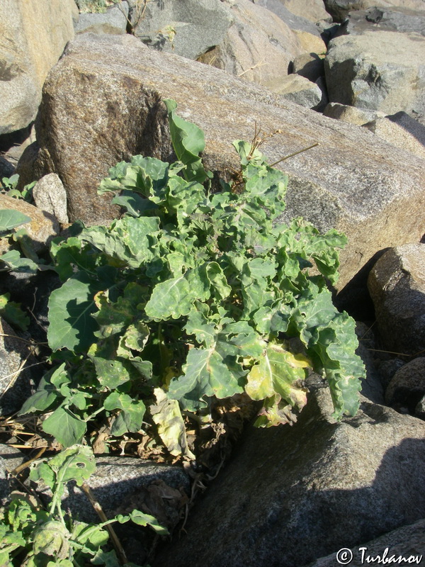 Image of Brassica taurica specimen.
