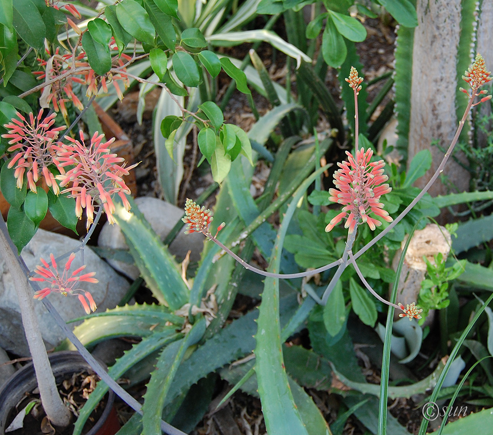 Image of genus Aloe specimen.