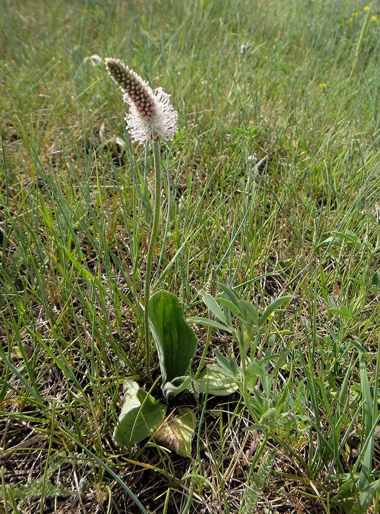 Image of Plantago media specimen.