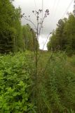 Cirsium palustre