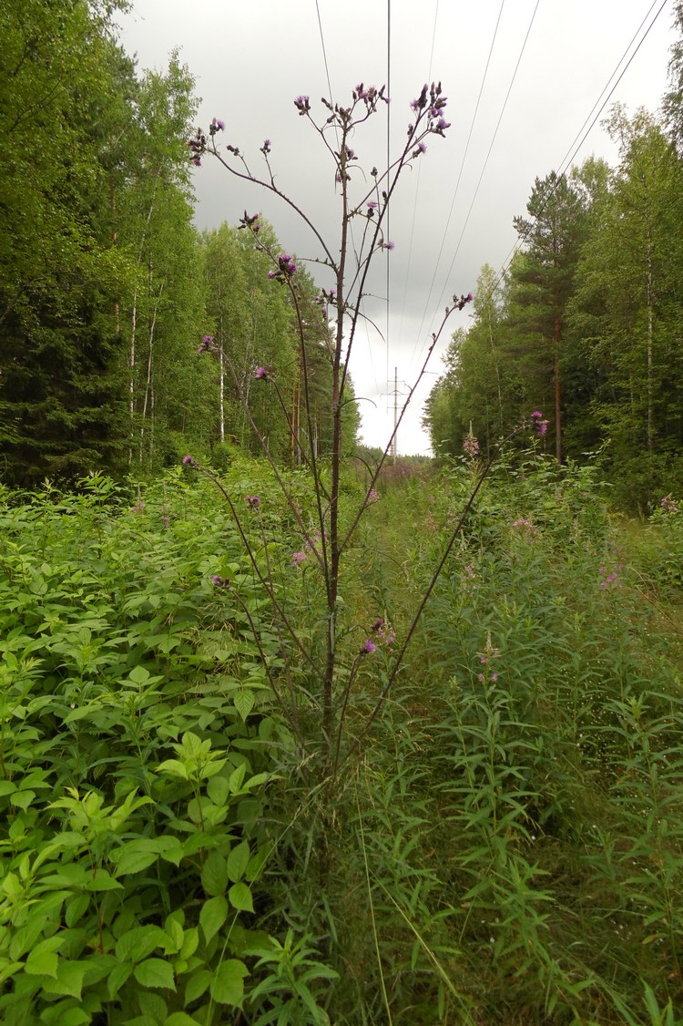 Изображение особи Cirsium palustre.