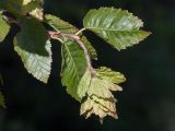 Carpinus orientalis. Верхушка побега с соплодием. Черногория, муниципалитет Будва, окр. с. Кульяче (Kuljače), обочина дороги. 07.10.2014.