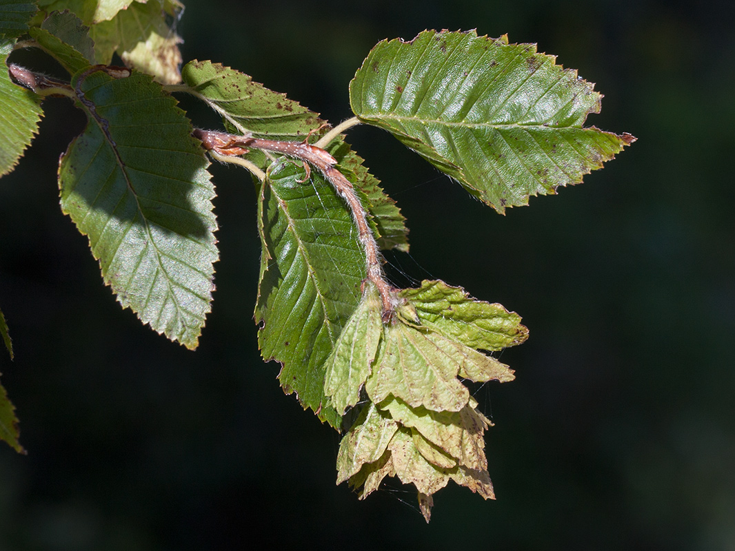 Изображение особи Carpinus orientalis.