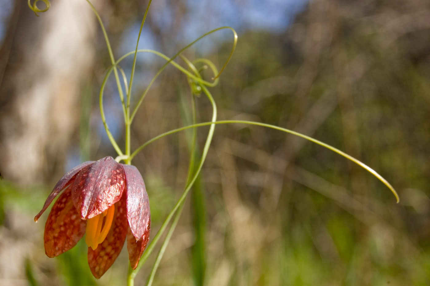 Изображение особи Fritillaria kolbintsevii.