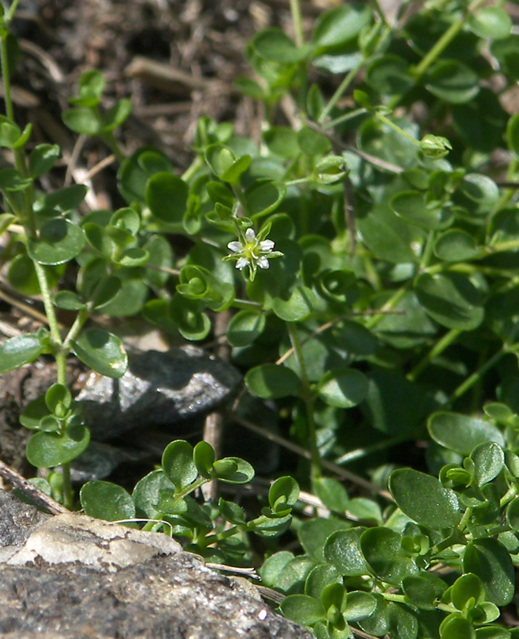 Изображение особи Arenaria rotundifolia.