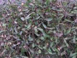Campanula saxifraga