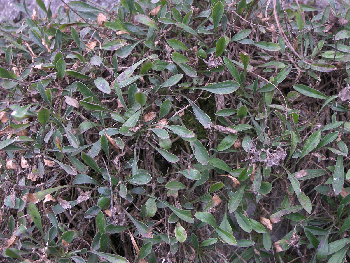 Image of Campanula saxifraga specimen.