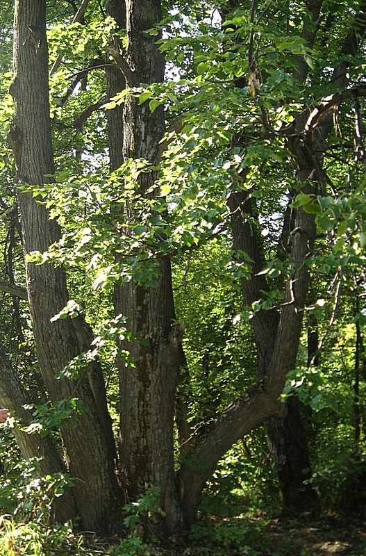 Image of Tilia sibirica specimen.