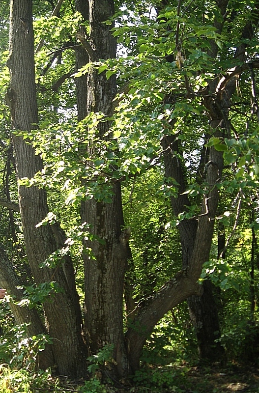 Изображение особи Tilia sibirica.