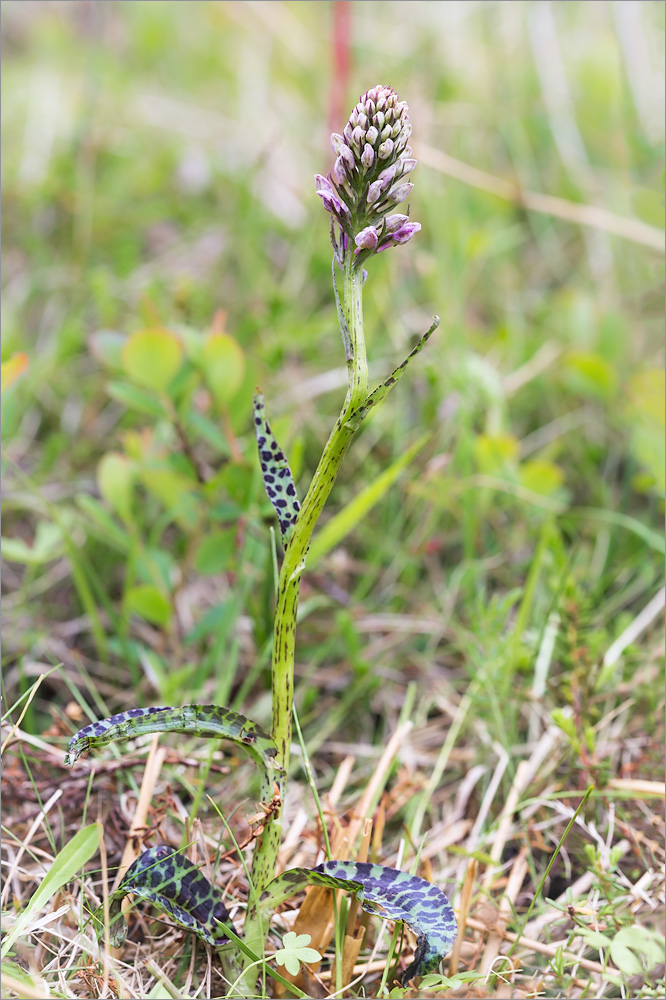 Изображение особи Dactylorhiza psychrophila.