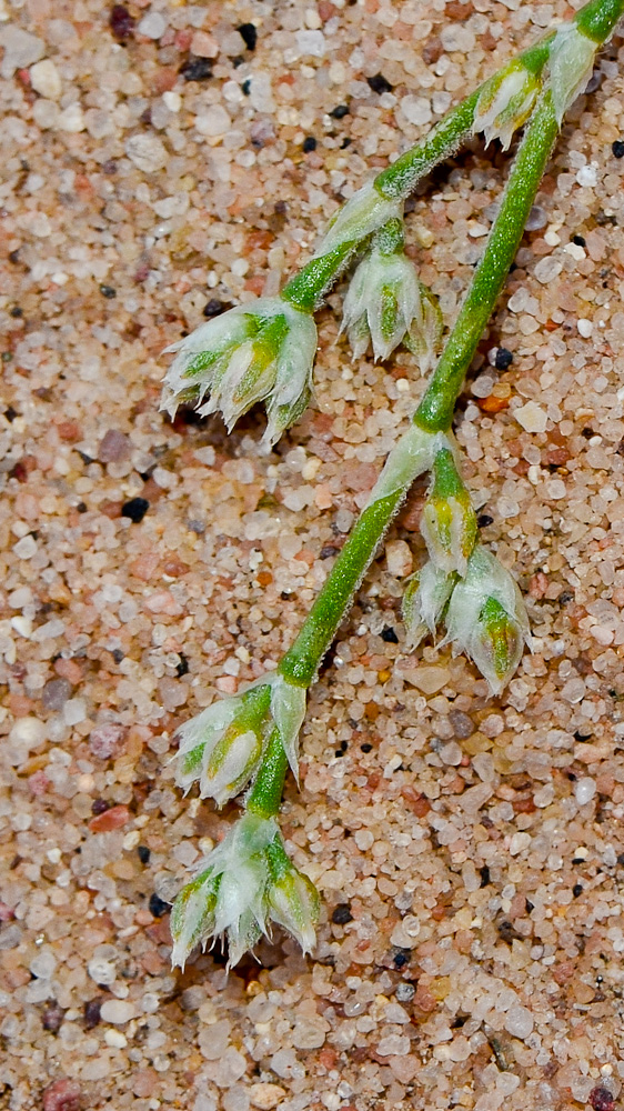 Image of Polycarpaea repens specimen.