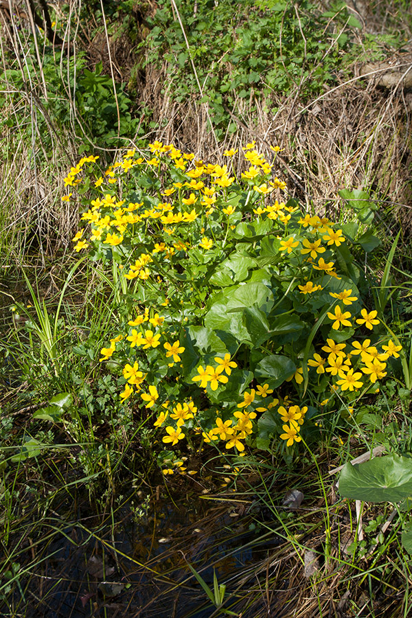 Изображение особи Caltha palustris.