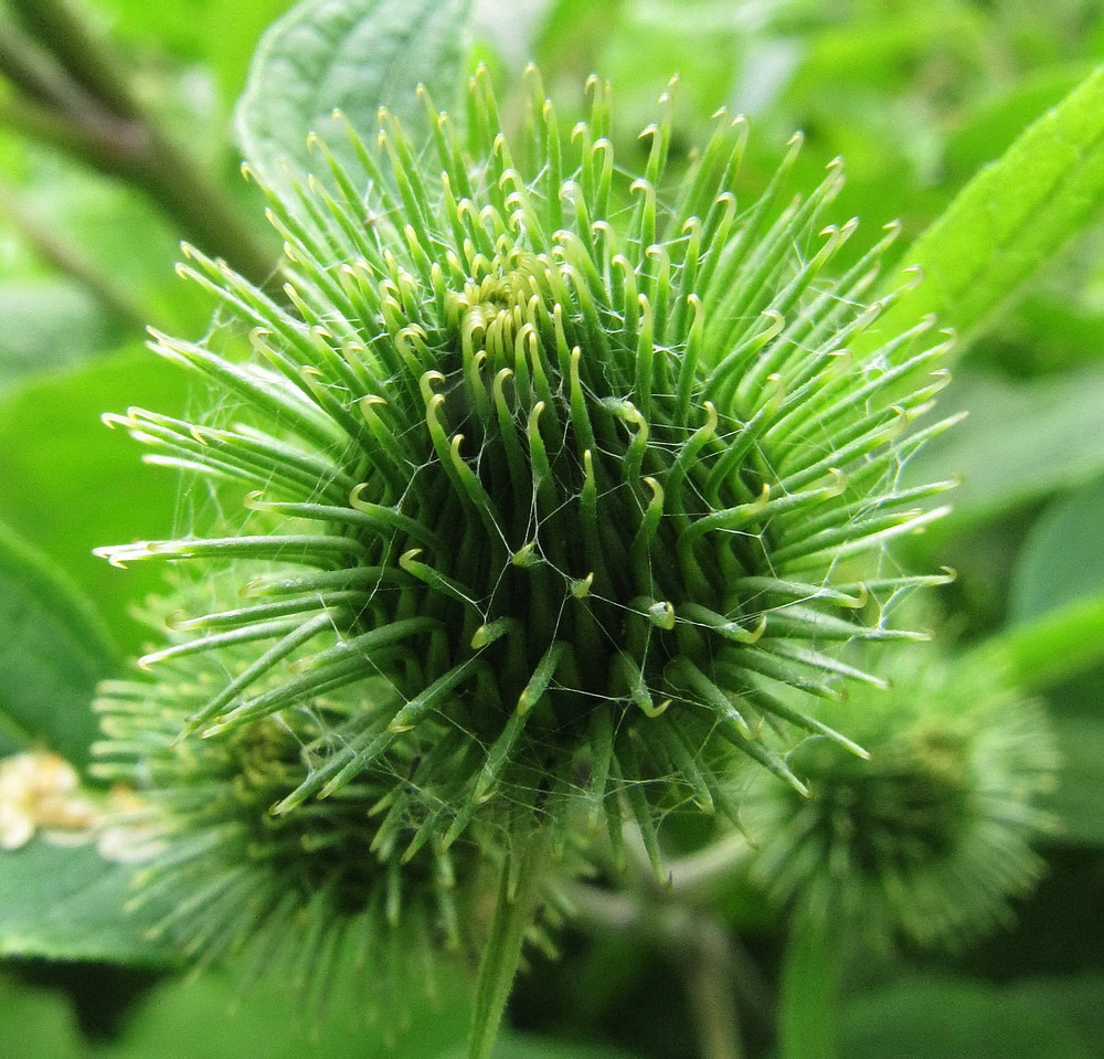Image of Arctium minus specimen.