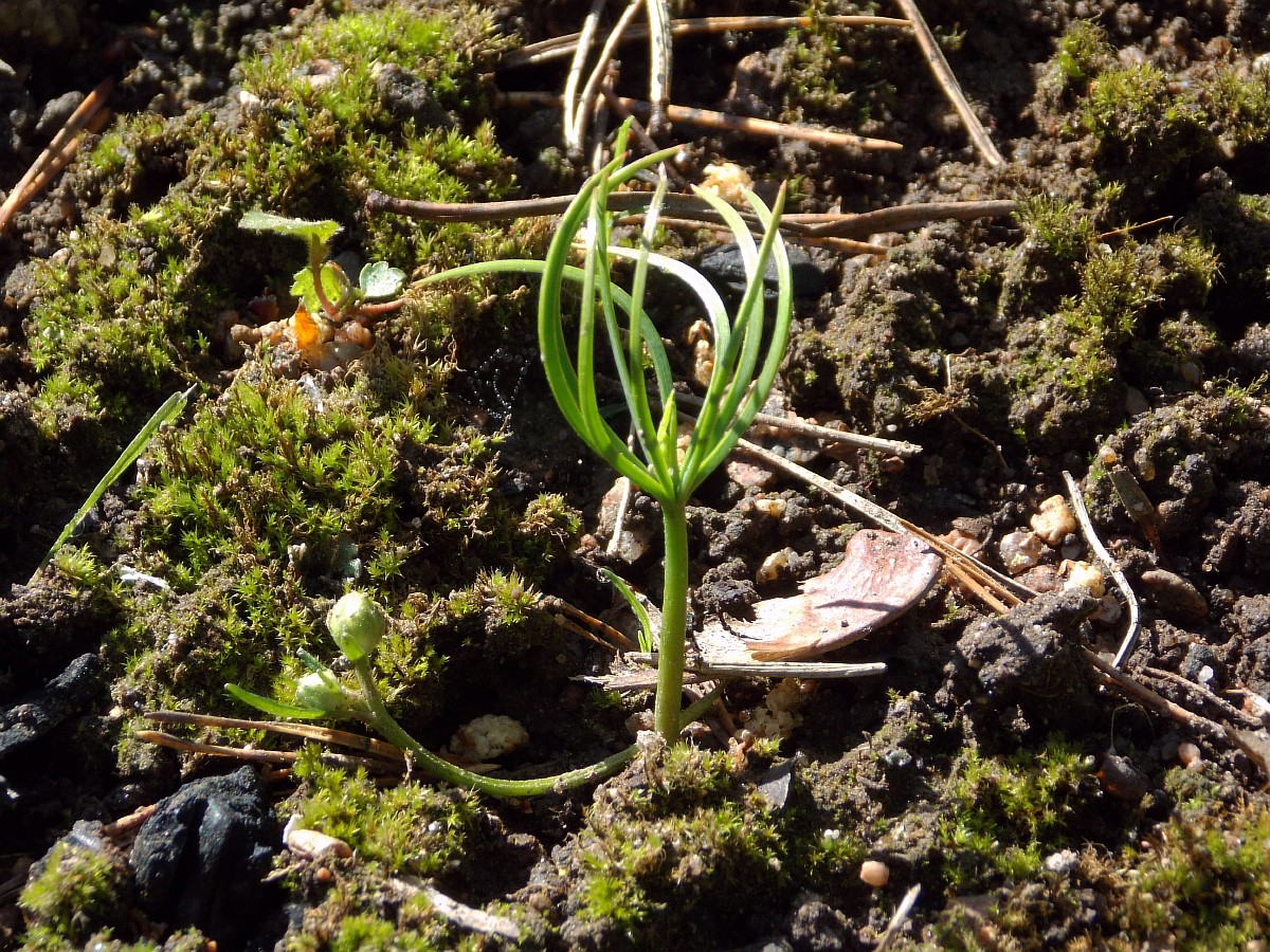 Image of Pinus parviflora specimen.