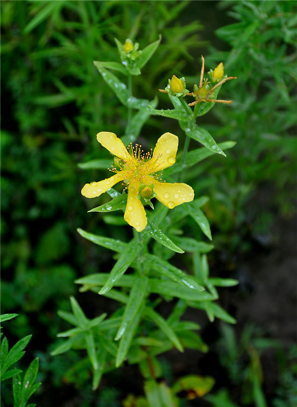 Image of Hypericum gebleri specimen.