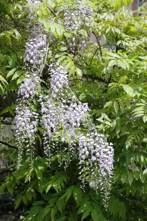 Image of Wisteria sinensis specimen.
