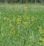 Lysimachia davurica