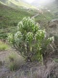 Echium decaisnei