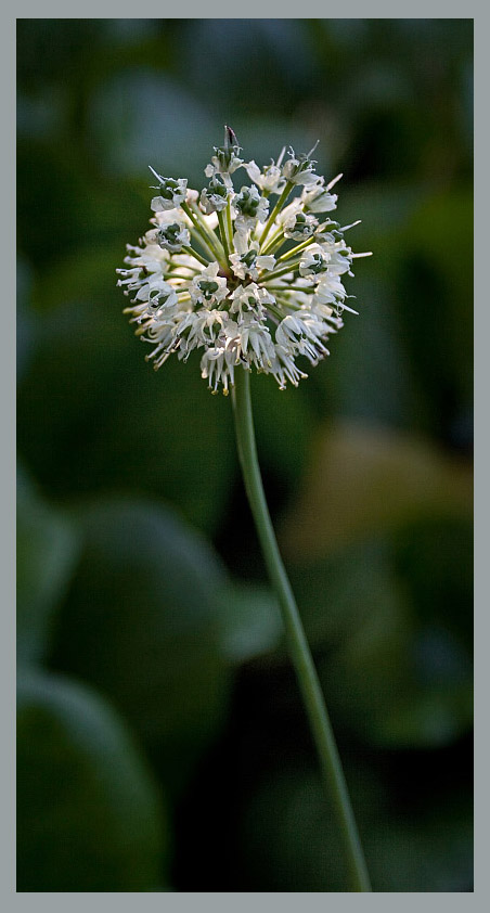 Image of Allium microdictyon specimen.