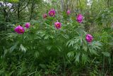 Paeonia anomala